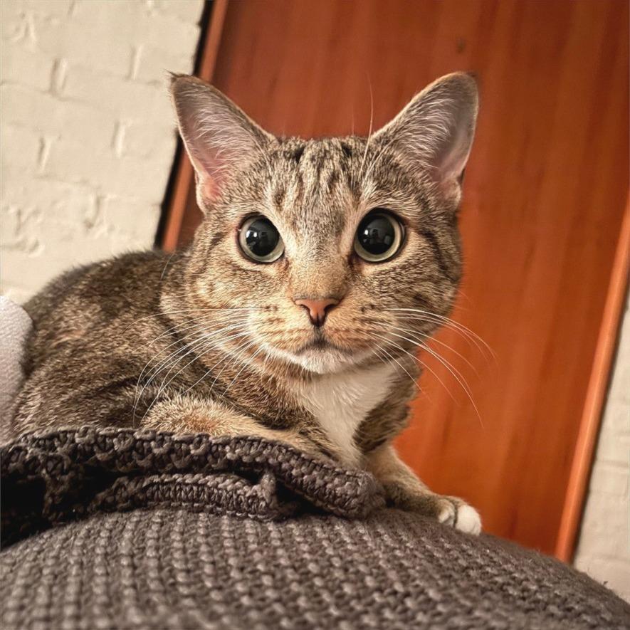 Miss Kitty- In foster
