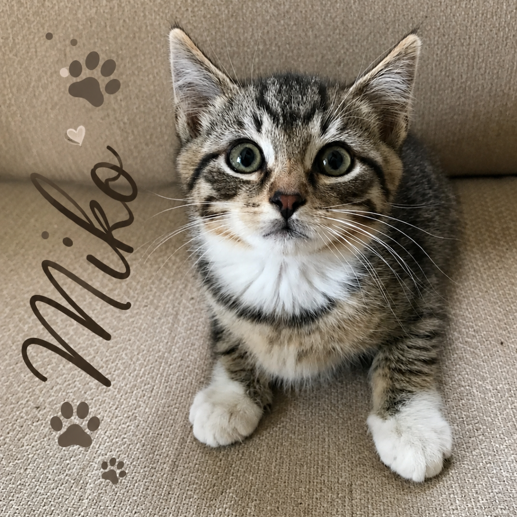 Miko