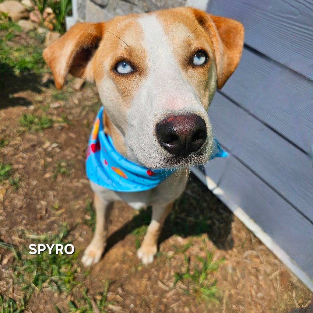 Spyro