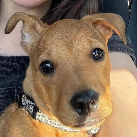 Beau