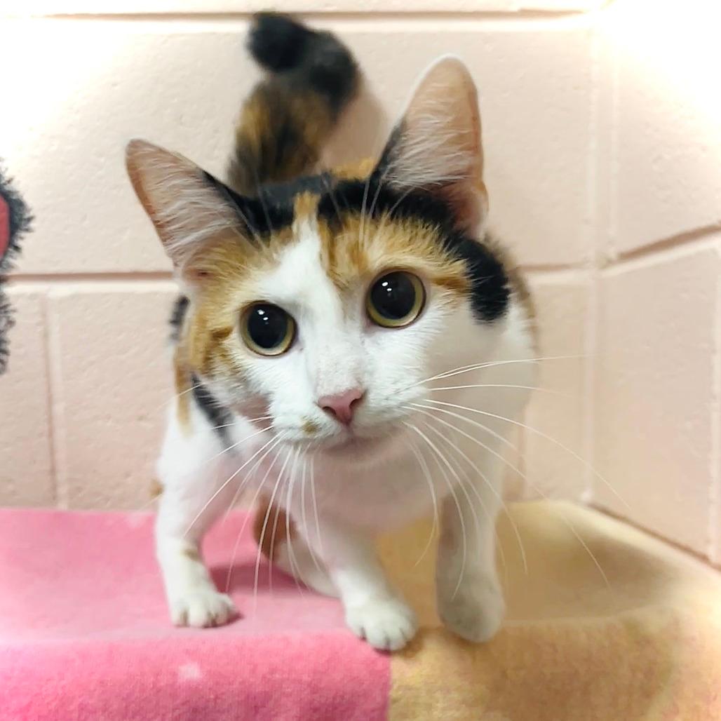 Nala