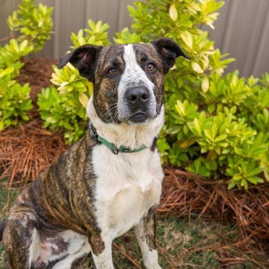 Ruger