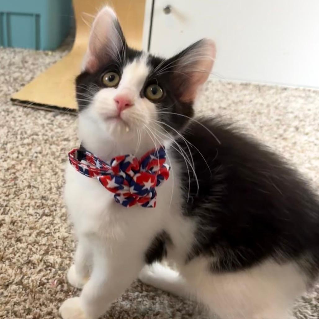 Professor Noodle