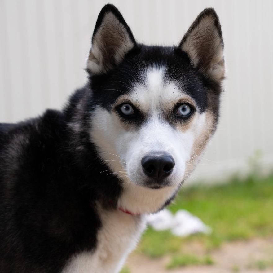 Frost- In Foster!