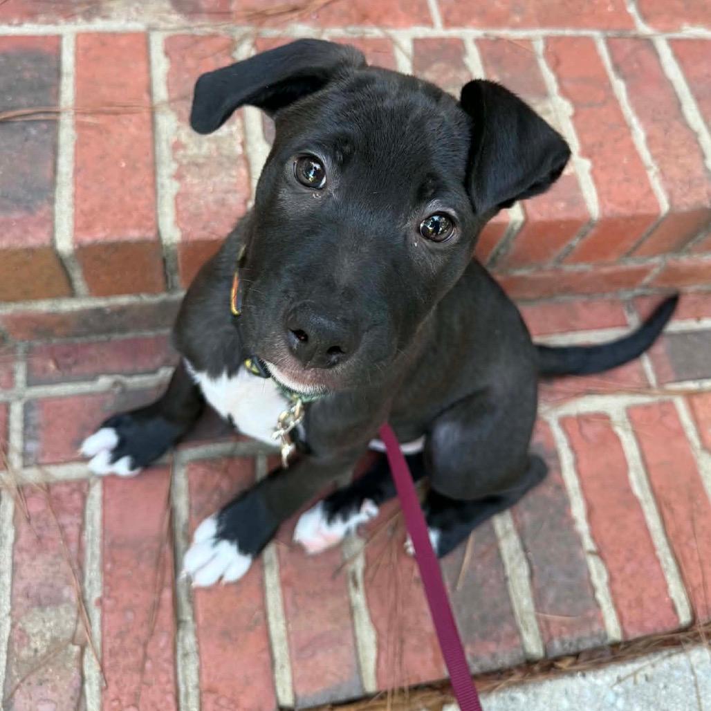 Rascal Wadesboro