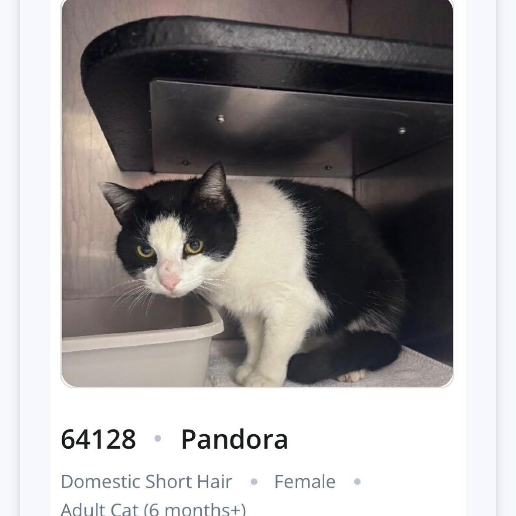 Pandora