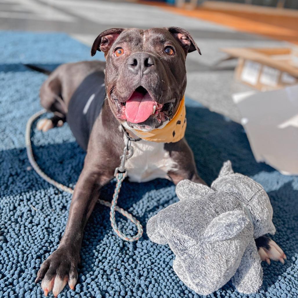 Pumba
