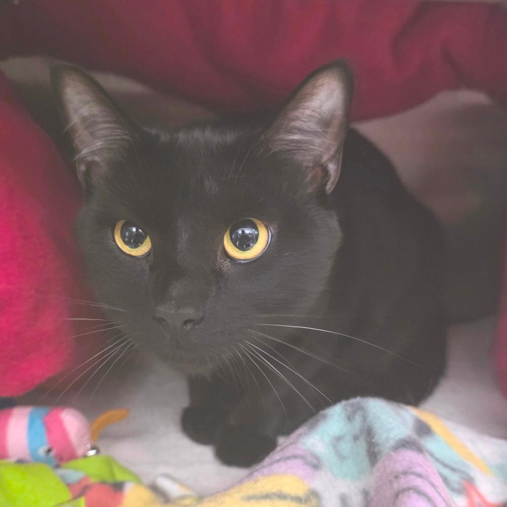 Toothless