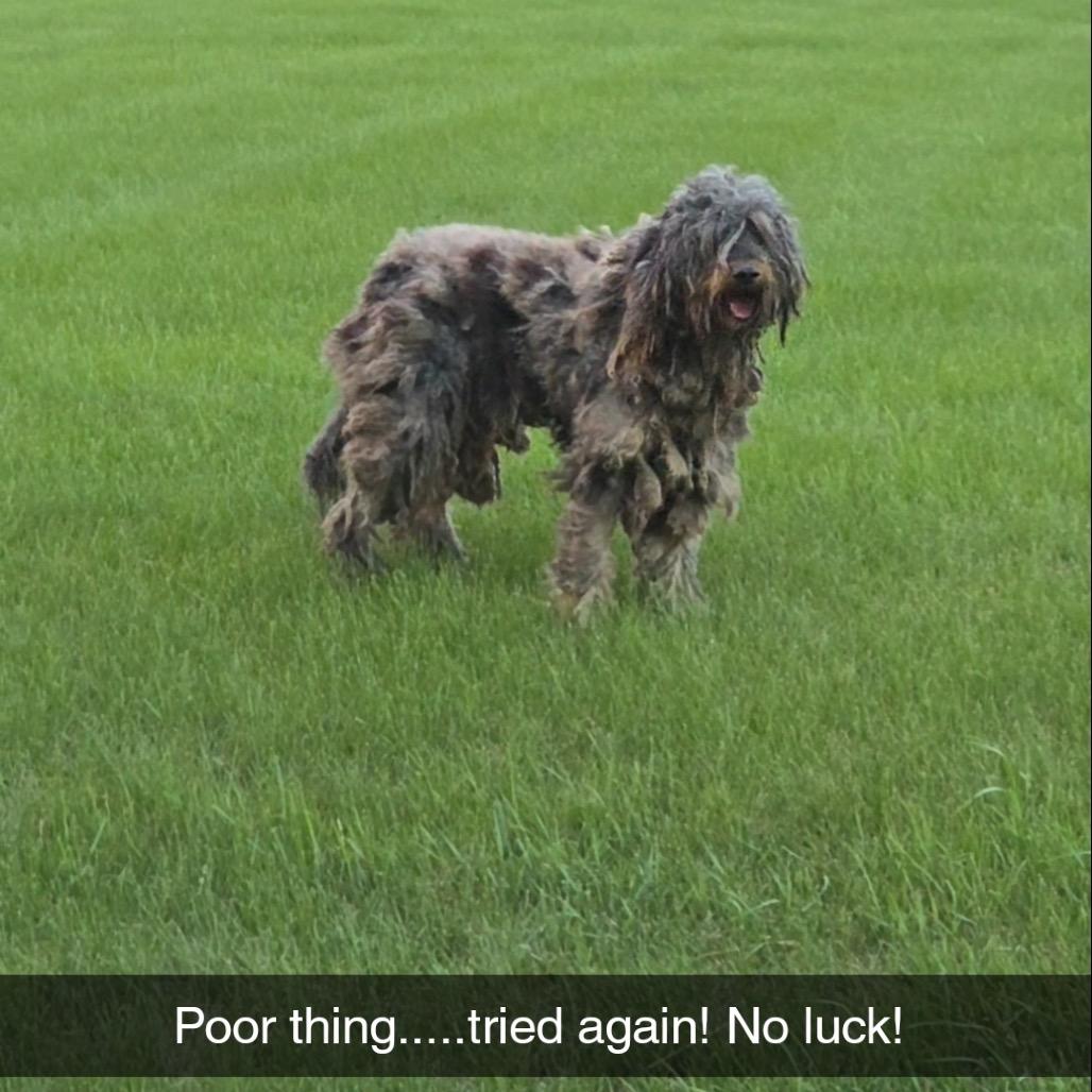 Courtesy Post - Lime Spring IA may have been caught and taken to a vet clinic