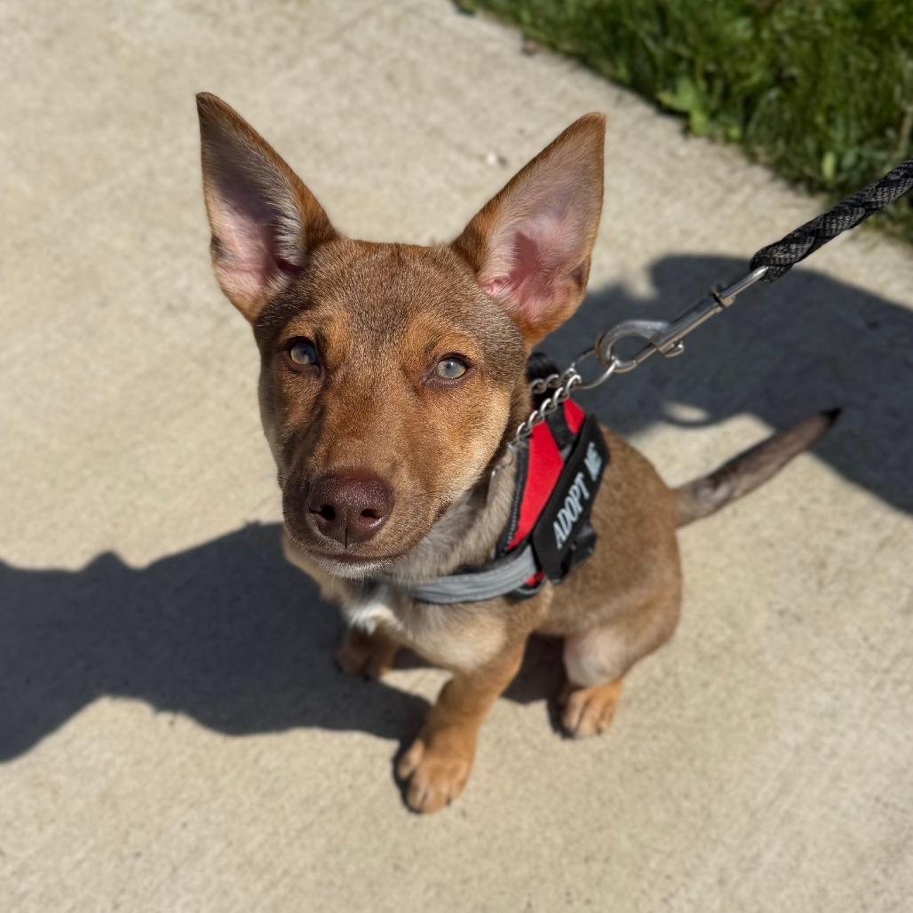 Justice (In Foster)