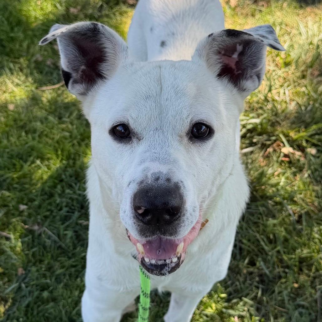 Wyatt - ECAS