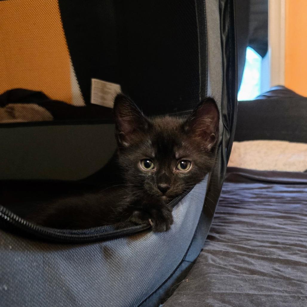 Apollo