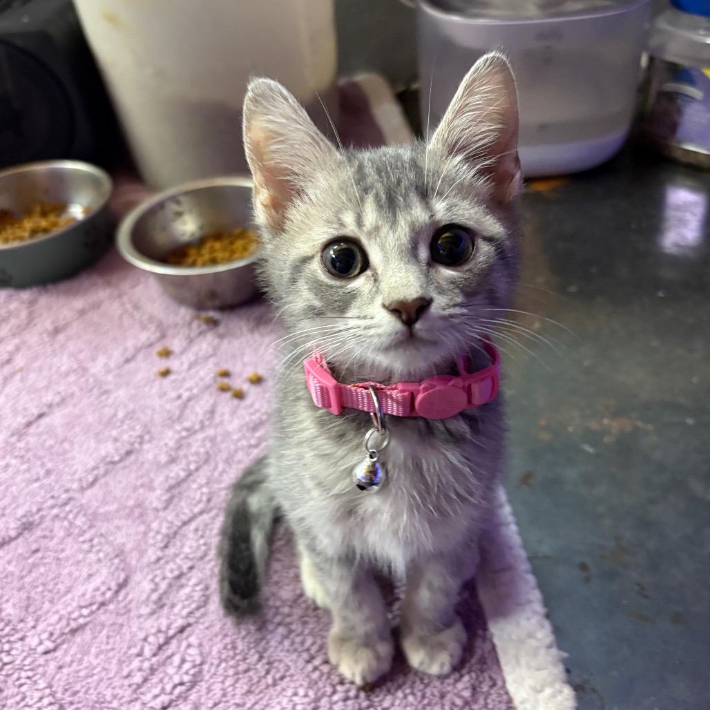 Meredith