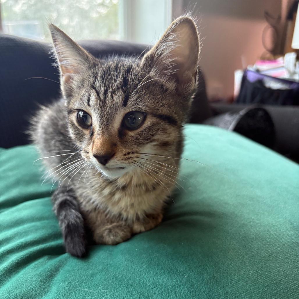 Lentil