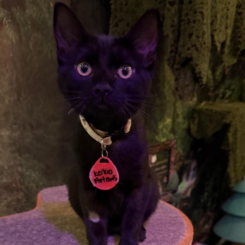 Keiko -- Artemis (Cat Cafe Adoption)