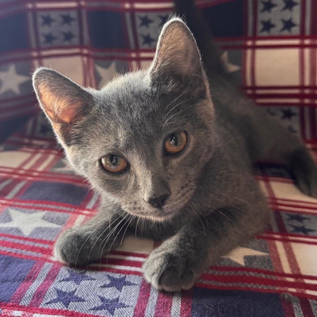 Lil Gray