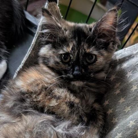 Marzipan