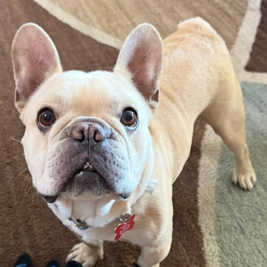 Frankie