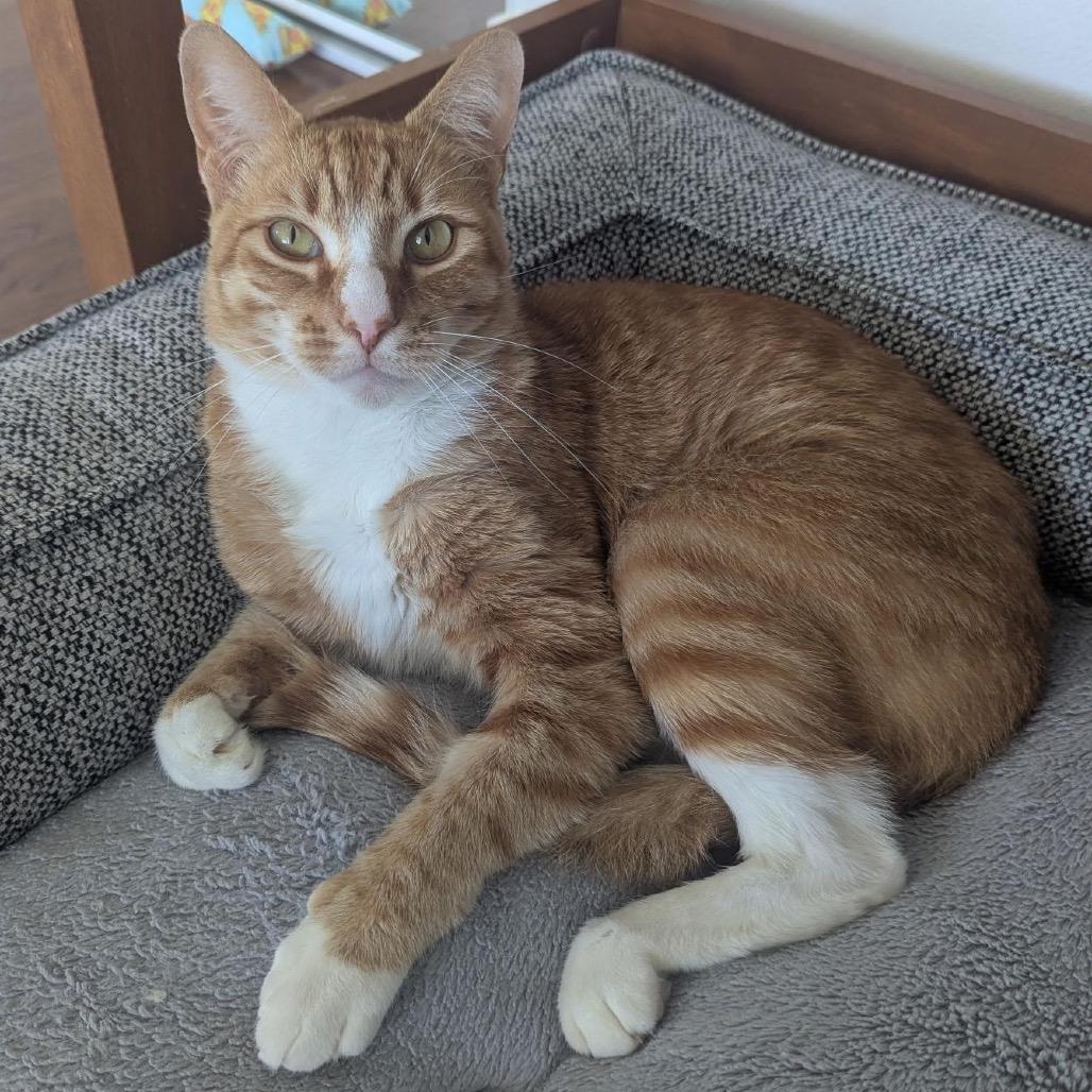 Butternut
