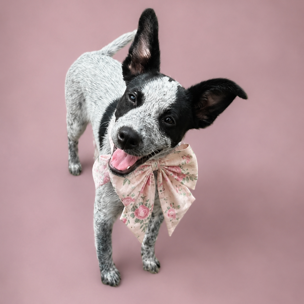 Roo