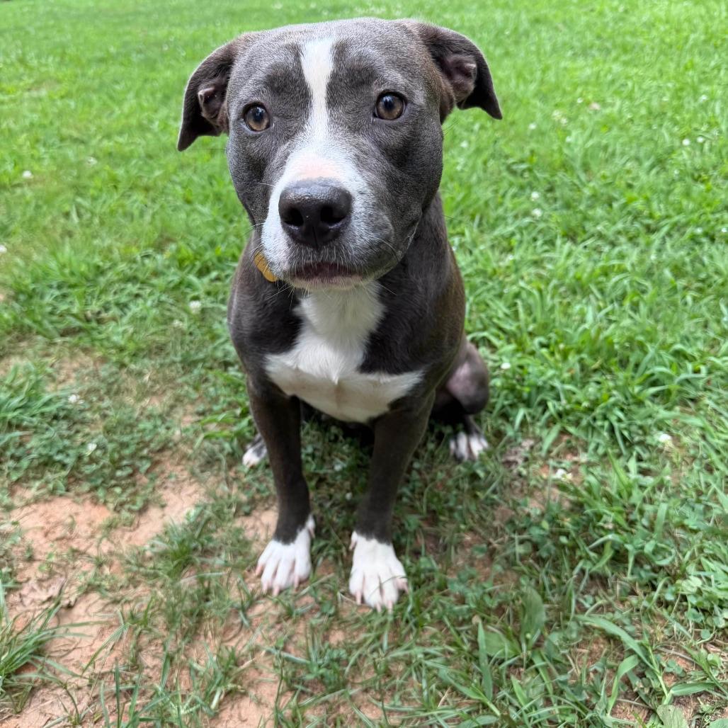 Gracie