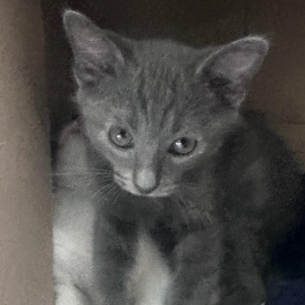 Pepper