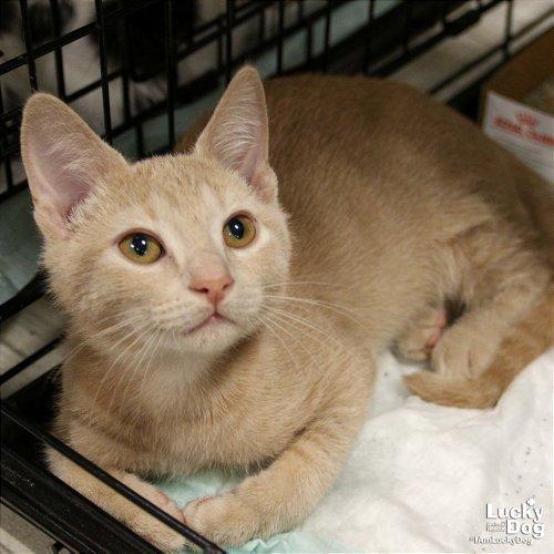 Fredericksburg, VA Animal Shelters & Rescues