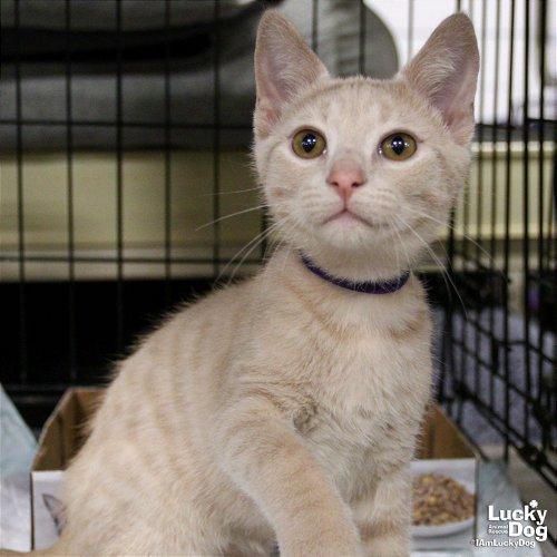 Fredericksburg, VA Animal Shelters & Rescues