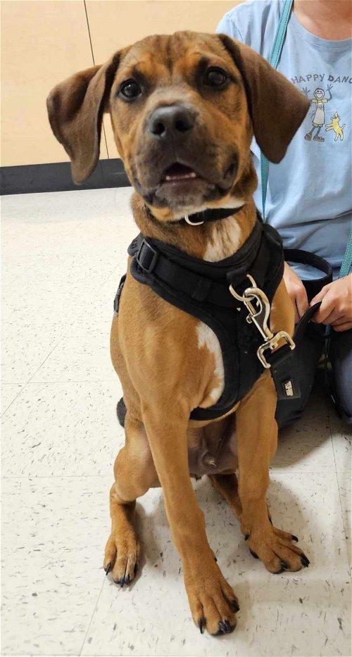 Adoptable Dogs & Puppies in Appleton, WI