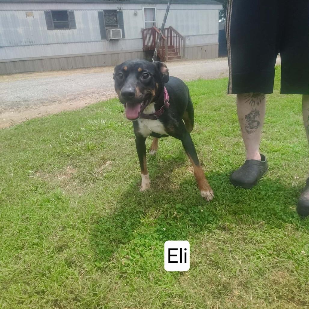 Eli