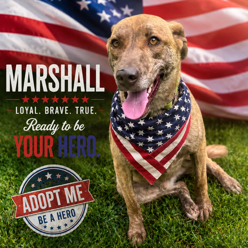 Marshall 
