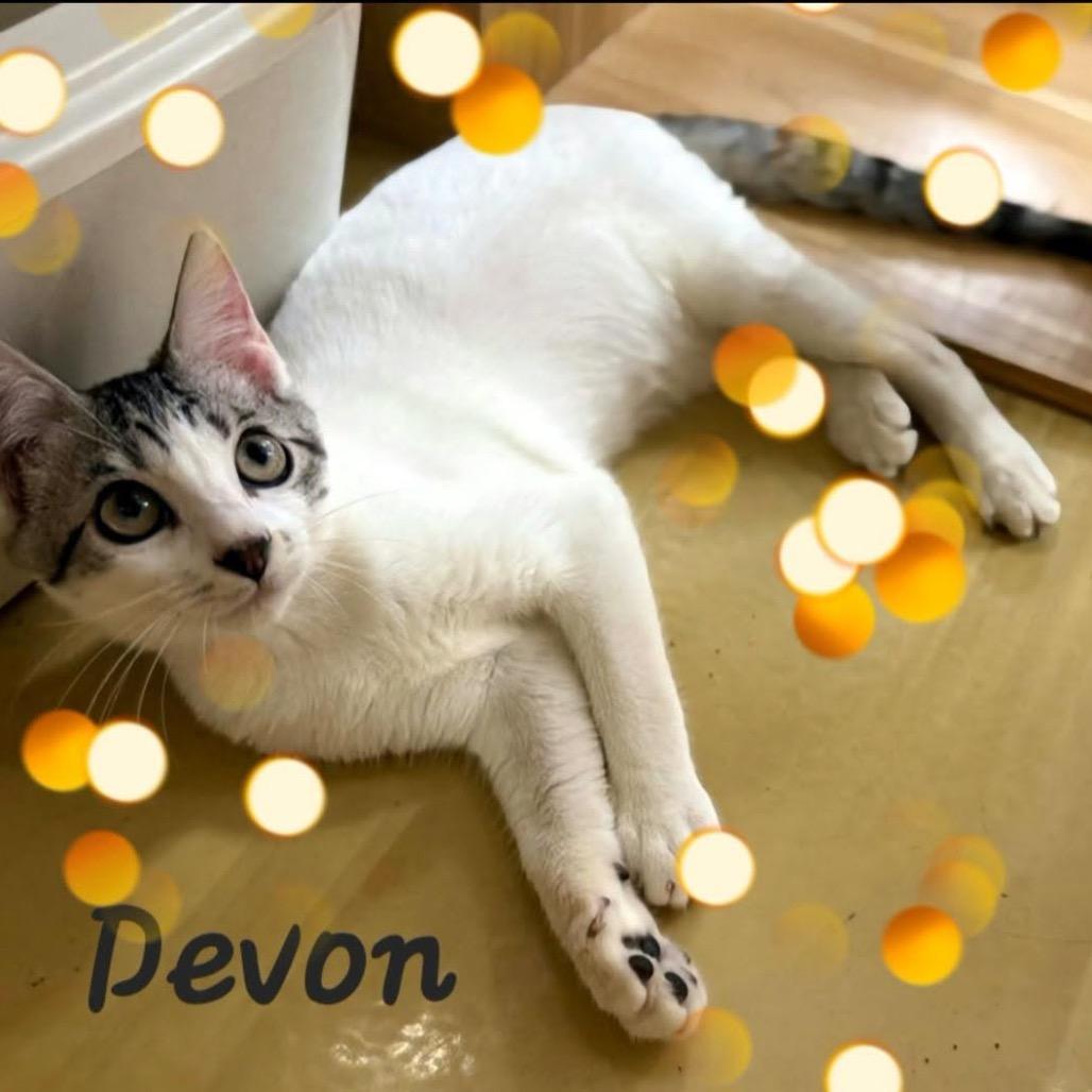 Devon