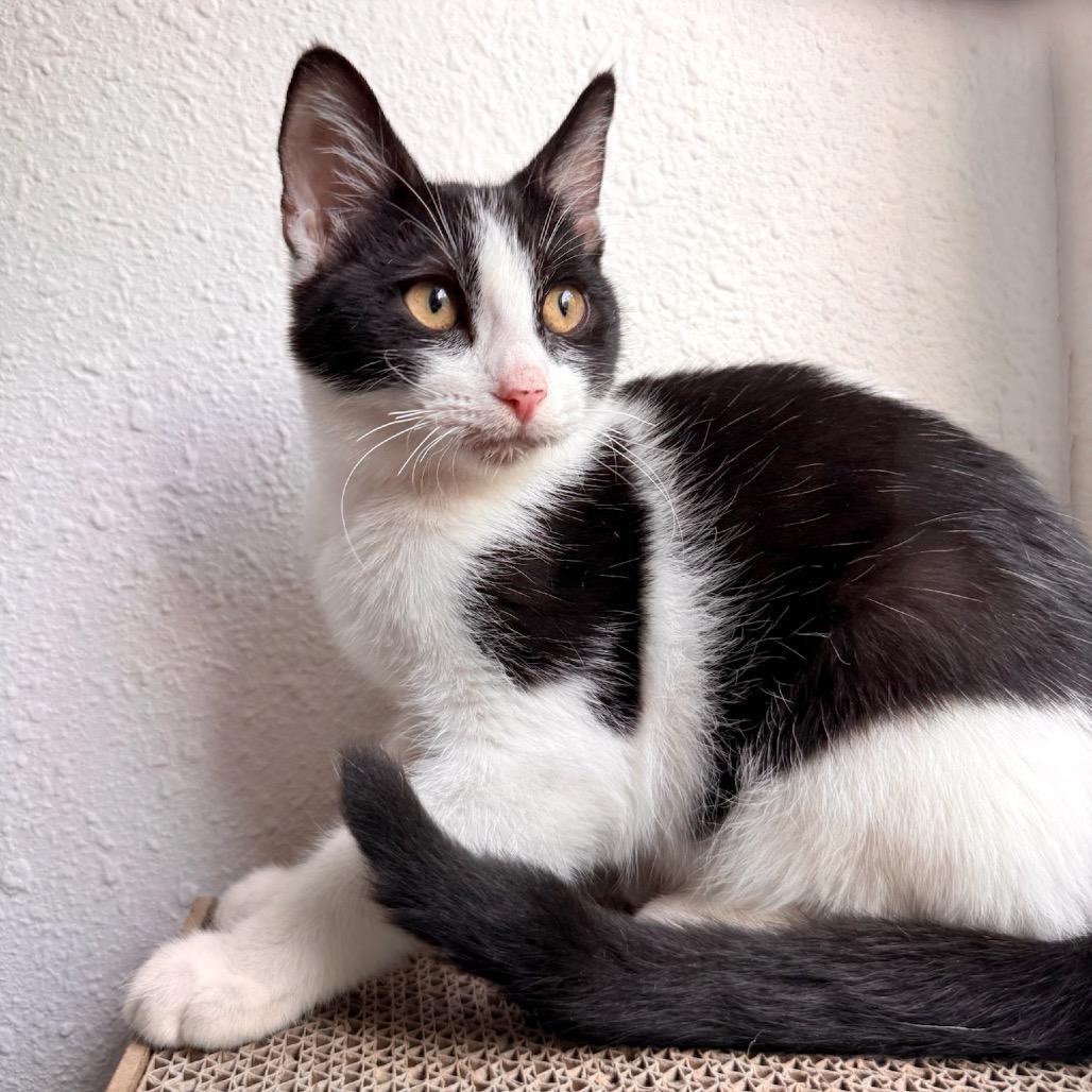 Carmelo (FeLV+)