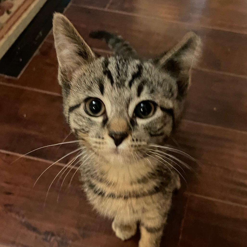 Ed