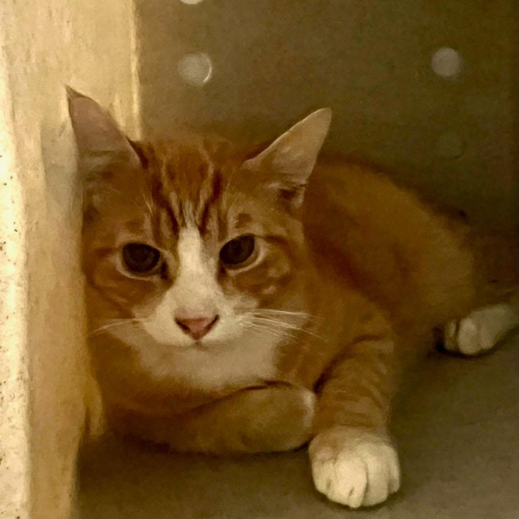 Working Cat Arkansas