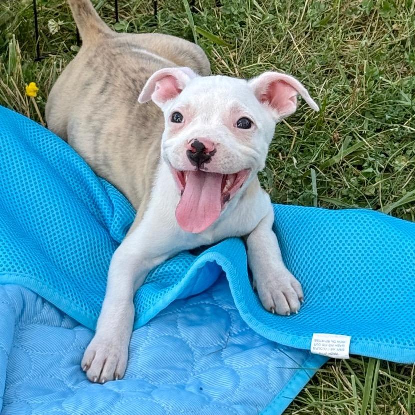 NY Martha May (foster in Carmel NY)