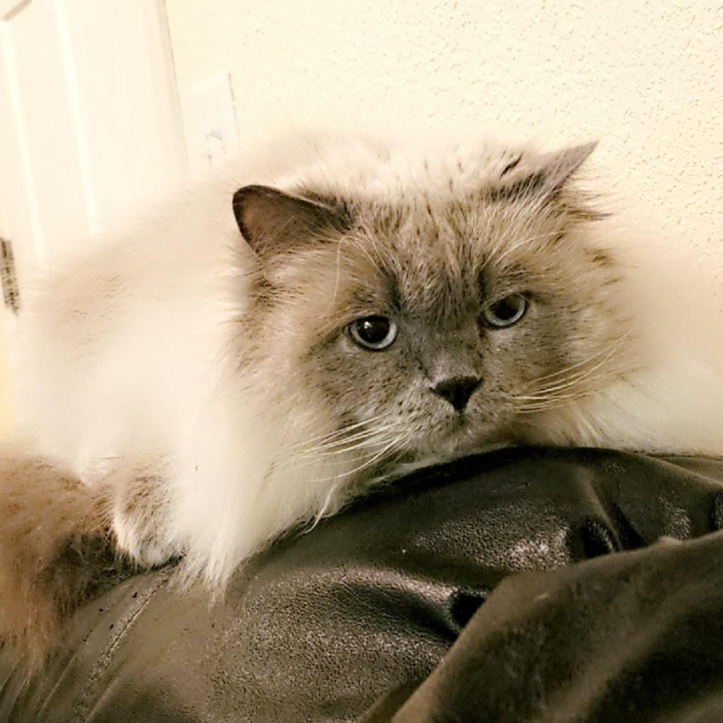 Nala