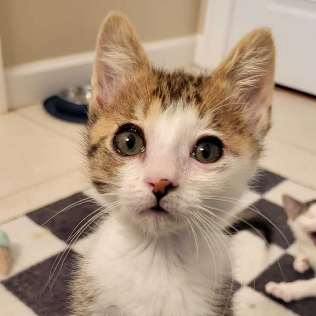 Tom Kitten