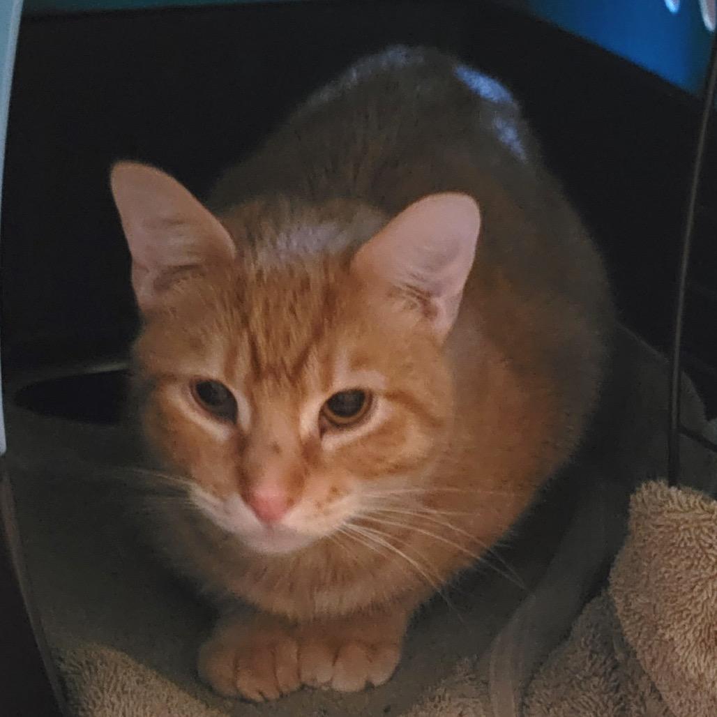 Alvin 