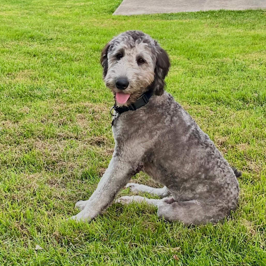 Finn