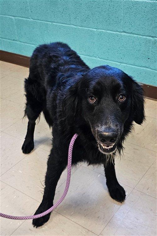 Adoptable Dogs & Puppies in Kingsport, TN