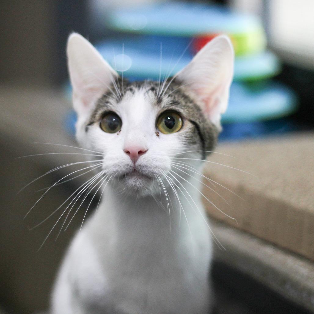 Lani