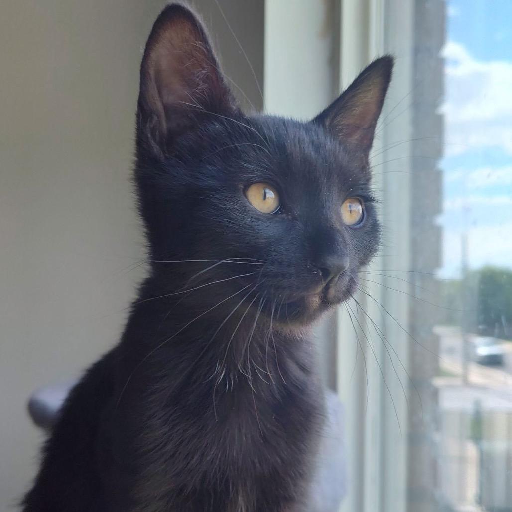 Lentil 