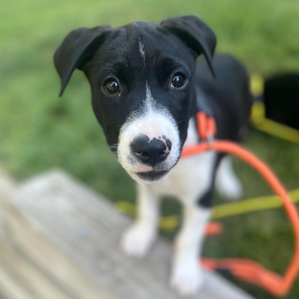 769 (2026) Oreo