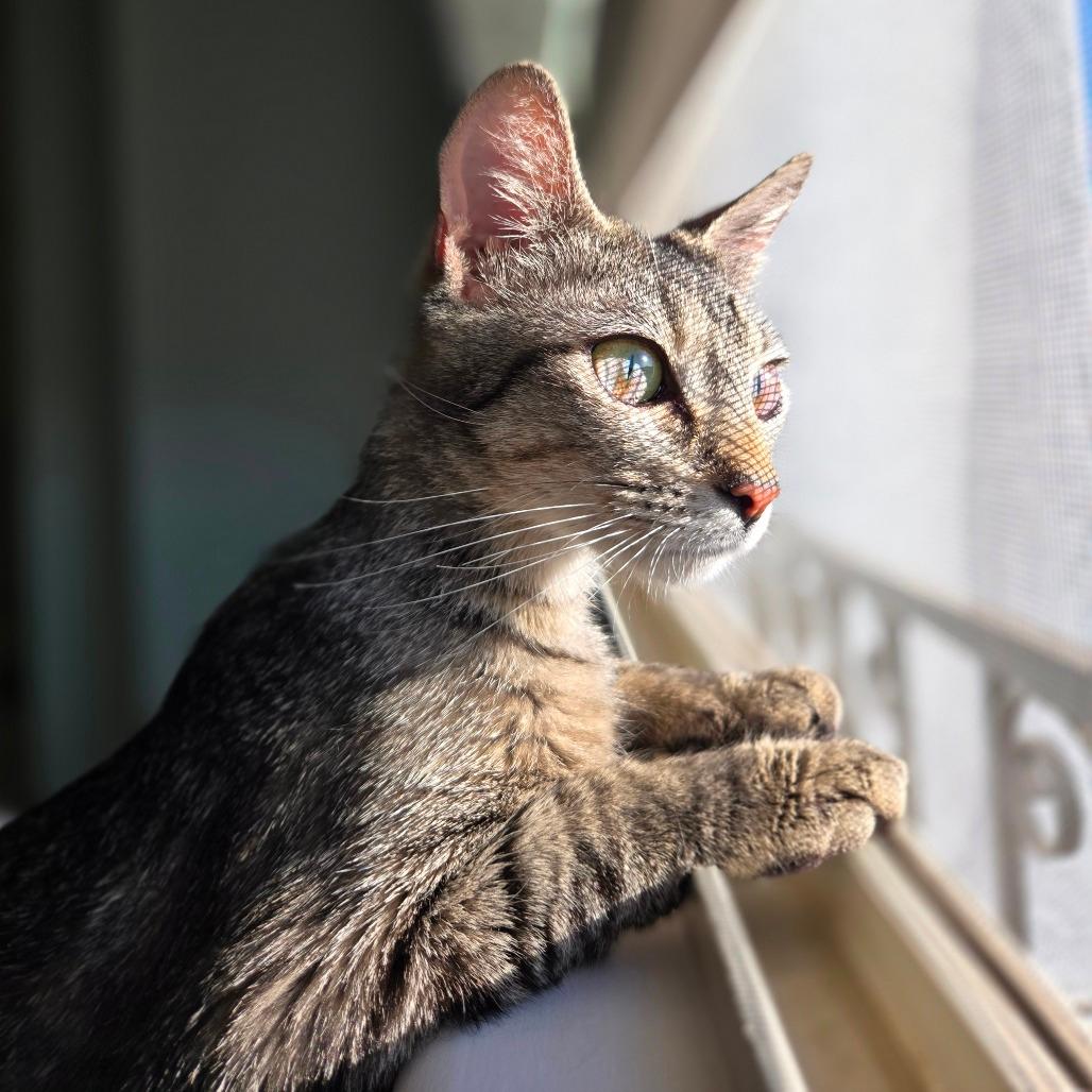 Piper
