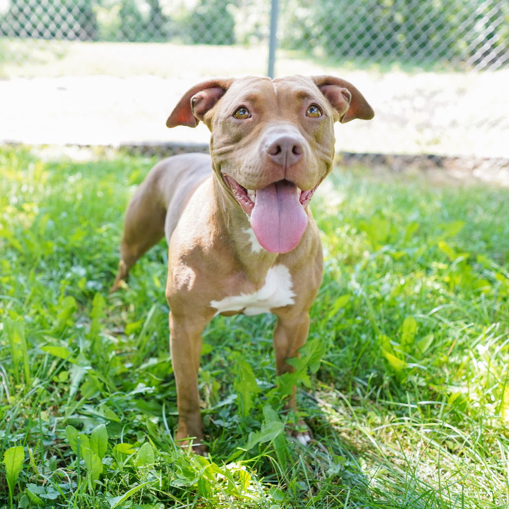 Patty the Pittie (26-6666)