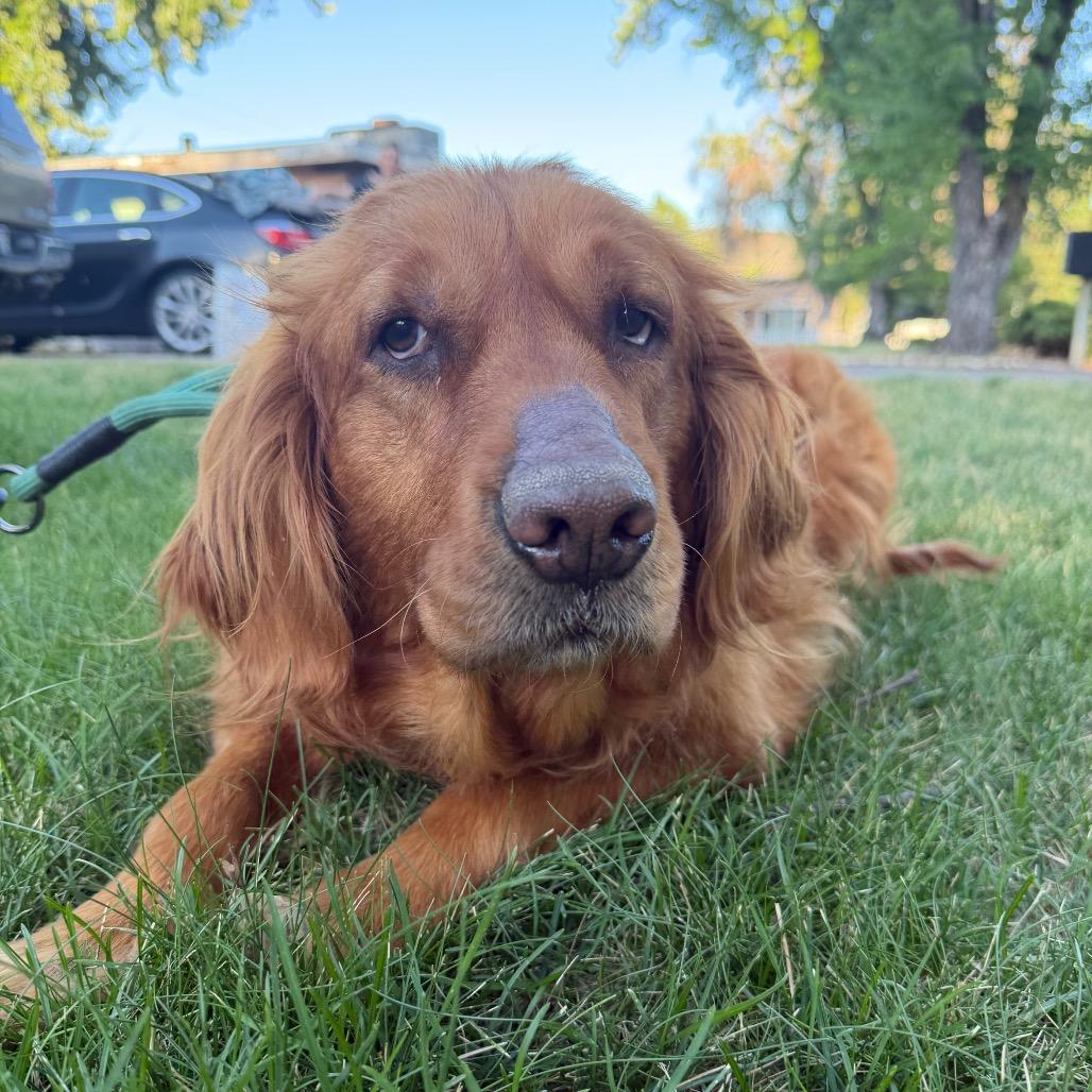 Mollie