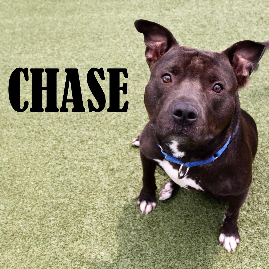 Chase