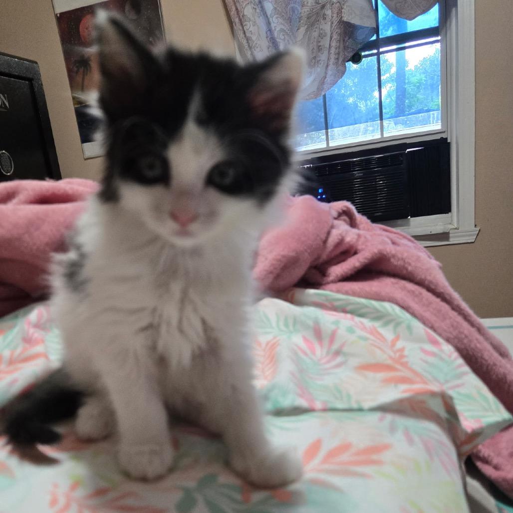 Penelope