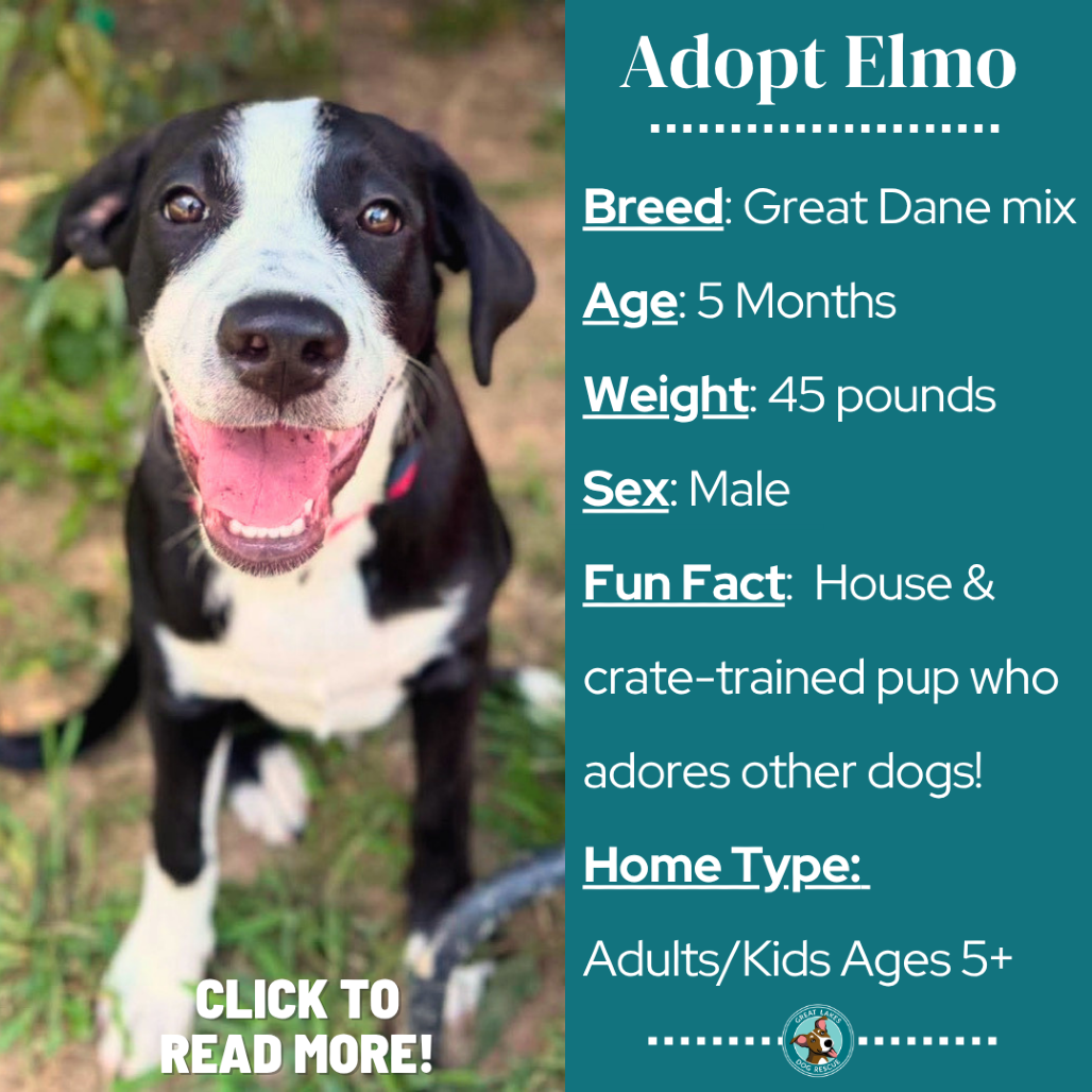 Elmo